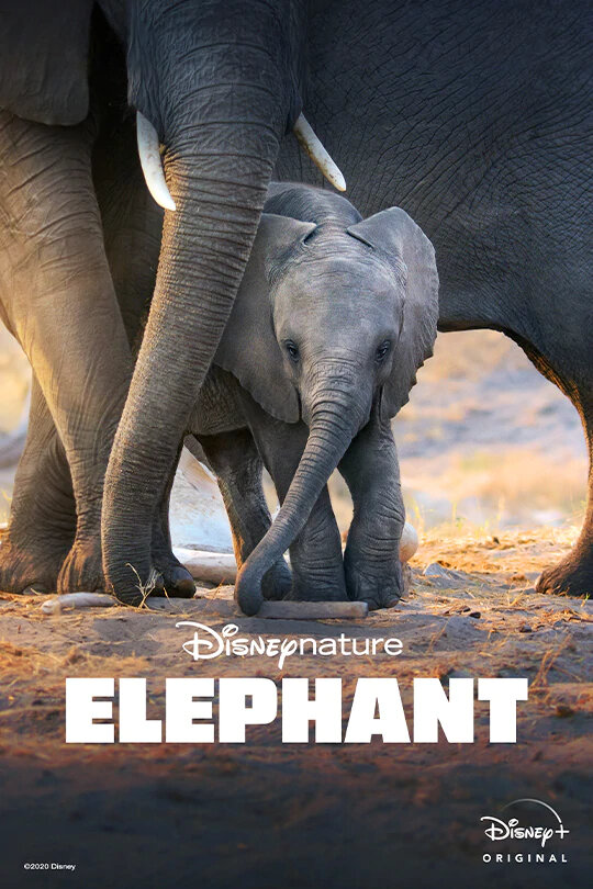 Слон (2020) постер